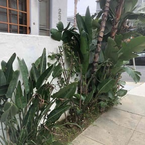 Bush Trimming by Landscapers reviewed on August 19, 2025