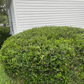 Bush Trimming by Grasshopper Landscaping reviewed on August 16, 2025