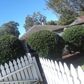 Bush Trimming by ShortBoi Contracting reviewed on August 20, 2025