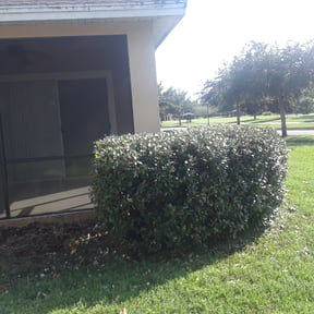 Bush Trimming by JES Lawn Service LLC reviewed on August 18, 2025