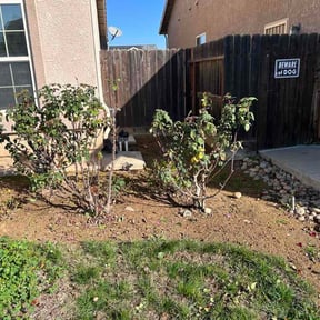 Bush Trimming by Emanuel’s Lawncare reviewed on February 14, 2026