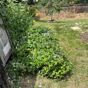 Bush Trimming by Elliotts lawn care reviewed on August 17, 2025