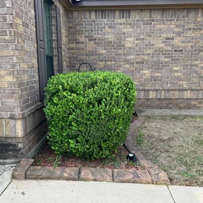 Bush Trimming by Pasco lawn care services reviewed on August 16, 2025