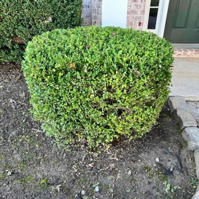 Bush Trimming by Gold Star quality services LLC reviewed on October 21, 2025