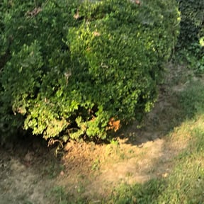 Bush Trimming by Greasy Monkey Mower reviewed on August 20, 2025
