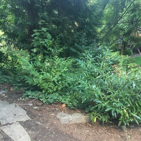 Bush Trimming by Grasman LLC reviewed on August 19, 2025