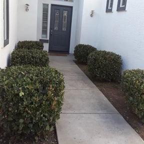 Bush Trimming by CNS Landscaping reviewed on August 15, 2025