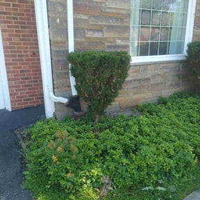 Bush Trimming by Reil Lawn Company LLC reviewed on August 19, 2025