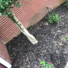 Flower Bed Weeding by Brian B's Lawn Care reviewed on August 16, 2025