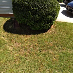 Bush Trimming by Lawn Care reviewed on August 21, 2025
