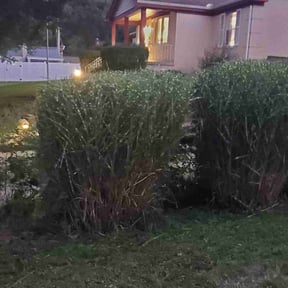 Bush Trimming by Blades of Green, LLC reviewed on August 15, 2025