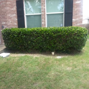 Bush Trimming by Chek'Rd Lawn Service reviewed on August 21, 2025