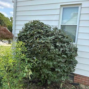 Bush Trimming by Justin Myers  reviewed on August 6, 2026