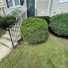 Bush Trimming by Ed Finegan Lawn Care reviewed on August 19, 2025