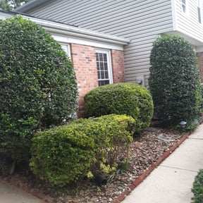 Bush Trimming by YOUCANTCHEATDAGRIND CORPORATION reviewed on August 21, 2025
