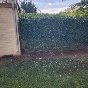 Bush Trimming by GREEN LANDSCAPES reviewed on August 18, 2025