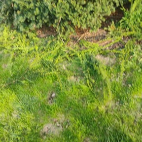 Bush Trimming by C & M Lawn Service reviewed on August 18, 2025