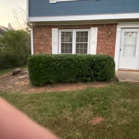 Bush Trimming by Cline’s Lawn Co. reviewed on August 15, 2025