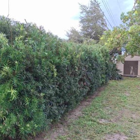 Bush Trimming by Shaffer &amp; Sons reviewed on July 10, 2020