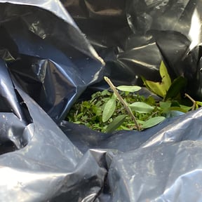 Bush Trimming by Black horse reviewed on November 23, 2025