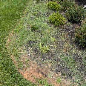 Flower Bed Weeding by Difran and Sons Landscaping LLC reviewed on June 9, 2026