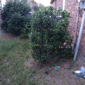 Bush Trimming by Javier Lawn Care reviewed on August 18, 2025