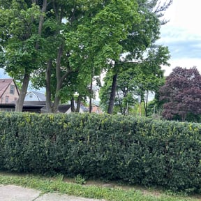 Bush Trimming by Garrett Family Lawn & Landscape reviewed on August 15, 2025