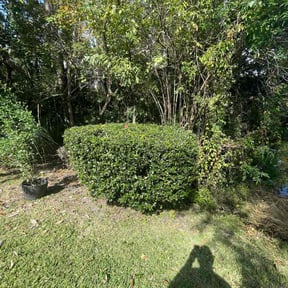 Bush Trimming by Lawn Lovers Landscaping reviewed on August 9, 2025