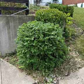 Bush Trimming by Marvin's Services LLC reviewed on August 15, 2025