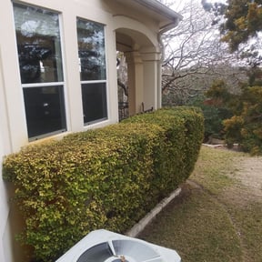Bush Trimming by Solo Lawns reviewed on August 19, 2025