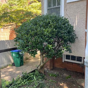 Bush Trimming by AB Flores Landscaping reviewed on November 20, 2025