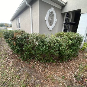 Bush Trimming by Mm lawn care llc reviewed on August 21, 2025