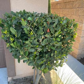 Bush Trimming by Maximum Landscaping &amp; Lawn care reviewed on October 24, 2025