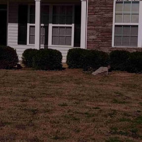 Bush Trimming by Service Squad L.L.C. reviewed on March 15, 2026