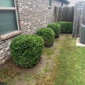 Bush Trimming by Moo's Mowing, LLC reviewed on January 29, 2026