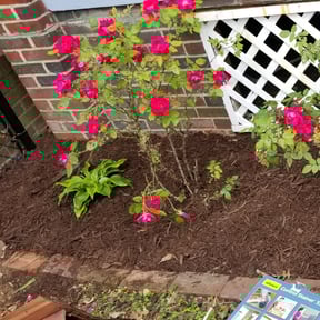 Bush Trimming by Keith's lawn care service reviewed on August 19, 2025