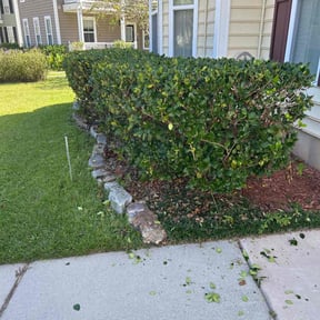 turf maintenance by Lawn guys plus reviewed on August 6, 2025