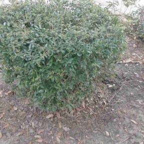 Bush Trimming by Jkg law care reviewed on August 21, 2025