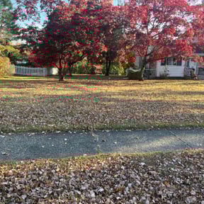 Leaf Removal by Conroe professional lawn care reviewed on November 9, 2025