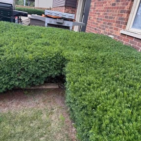 Bush Trimming by Eagle &amp; Wright hands reviewed on October 21, 2025