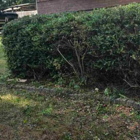 Bush Trimming by Fortanel lanscaping reviewed on March 30, 2024