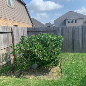 Bush Trimming by Realcharm properties llc reviewed on August 16, 2025