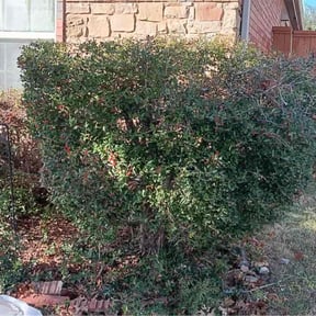 Bush Trimming by SJTO General LLC reviewed on January 18, 2026