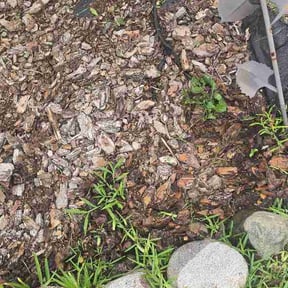 Flower Bed Weeding by Bay Land &amp; Trees Llc. reviewed on July 4, 2026