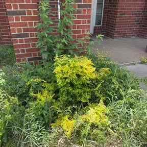 Bush Trimming by Tovar lawn care services reviewed on August 15, 2025