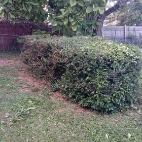 Bush Trimming by S&S Lawn Care reviewed on August 18, 2025