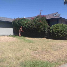 Bush Trimming by NEW CREATION LAWN PROFESSIONALS reviewed on November 20, 2025