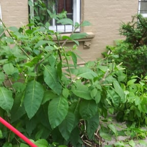 Bush Trimming by Innovative Property Management Solutions reviewed on August 18, 2025