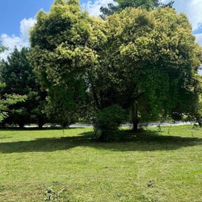 landscaping by Tonys Landscaping LLC reviewed on November 21, 2025