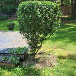 Bush Trimming by Southern Appalachian Landscaping reviewed on August 18, 2025